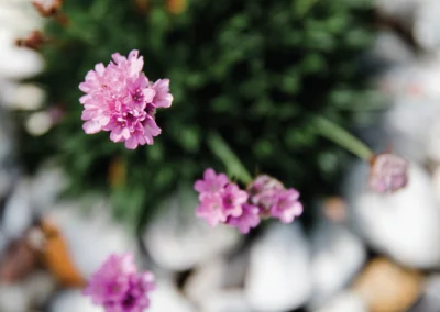 Chive flowers from Mulberry house