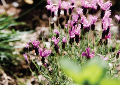 Lavender from the garden in mulberry house
